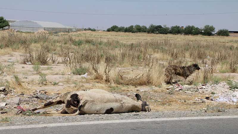 لاشه دام‌های تلف‌شده در حاشیه جاده، مشکل این روزهای ورامین