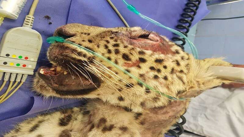 حیوان‌آزاری موجب از بین رفتن یک توله پلنگ در تربت حیدریه شد