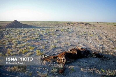  تلفاتی که تلفات به بار می آورند/رهاسازی غیربهداشتی دام های تلف شده در داودآباد اراک