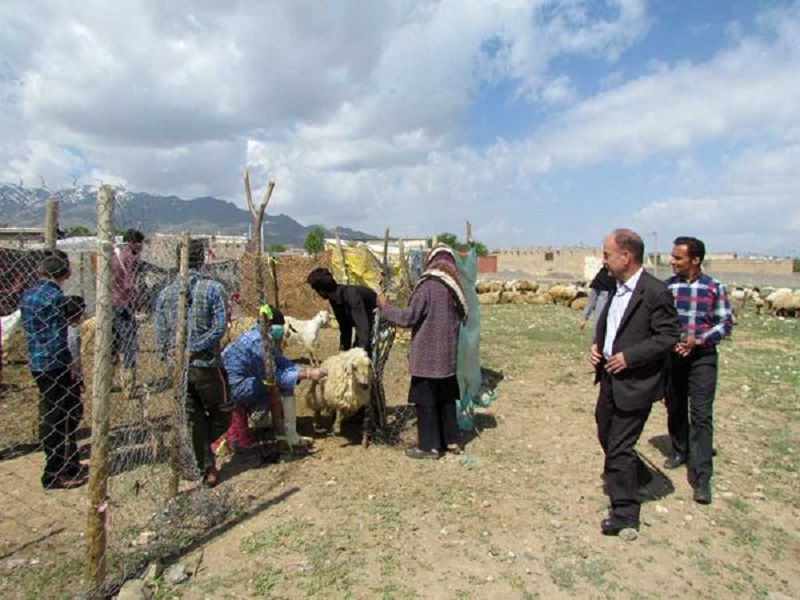 بازدید مدیر کل دامپزشکی استان کرمان از نحوه اجرای واکسیناسیون دام های عشایر شهرستان بردسیر 
