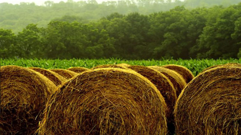 سند امنیت غذایی کشور تدوین می‌شود