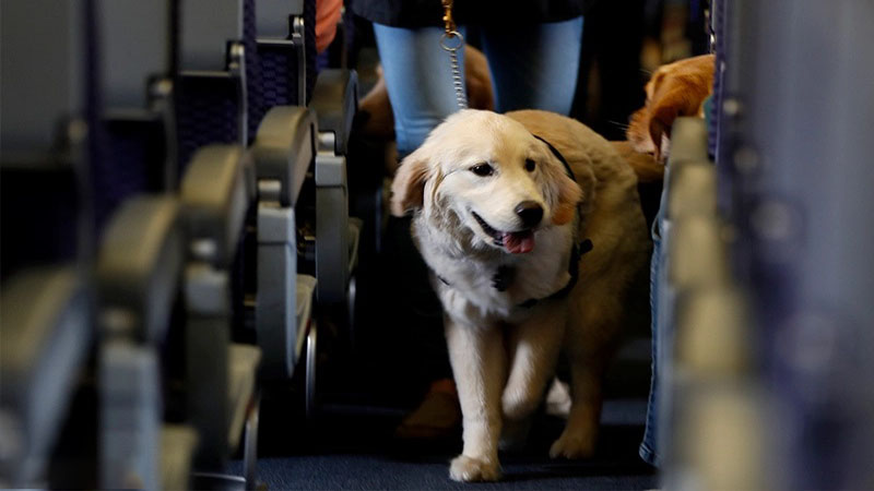 رئیس پلیس راهور استان اصفهان: در حال رایزنی با دستگاه قضایی برای برخورد جدی تر با سگ‌گردانی با خودرو هستیم