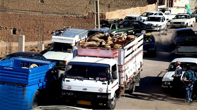 اظهارات ضد و نقیض مسئولان پیرامون قاچاق دام