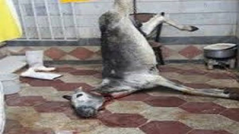 عامل عرضه گوشت الاغ در یک رستوران دستگیر شد