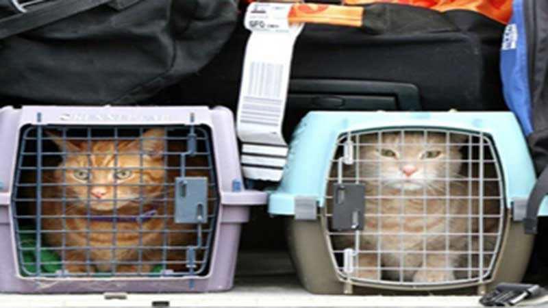 چین آزمایش اولین واکسن کرونا روی حیوانات را موفقیت آمیز دانست