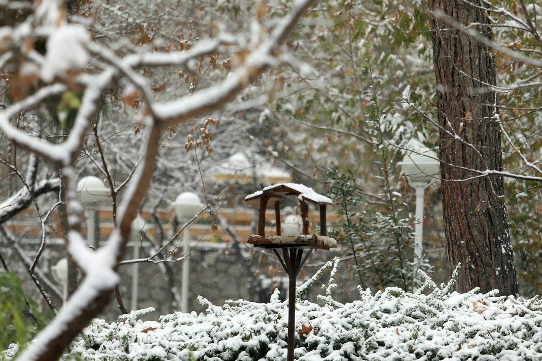 ساخت لانه ویژه پرندگان در بوستان های مشهد+تصاویر