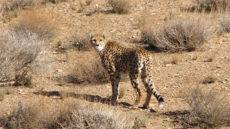 کاهش ۹۰ درصدی جمعیت یوزهای آسیایی در ایران طی ۶ دهه