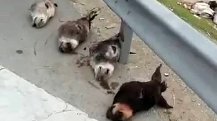 کشف سر ۴ الاغ در جنوب تهران/ گوشت این حیوانات کجا مصرف می‌شود؟