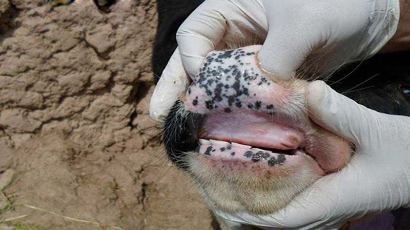 تب برفکی بازار هفتگی فروش دام زنده هشترود را تعطیل کرد