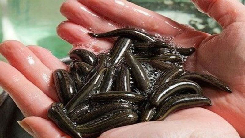 فناوری به صنعت زالو وارد می‌شود