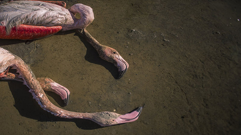 نظارت محیط زیست جمهوری آذربایجان بر حفاظت از پرندگان مهاجر