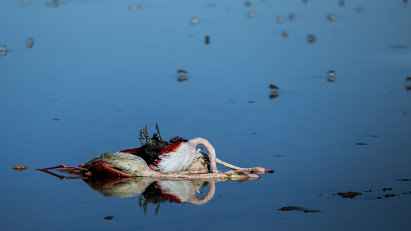 مرگ ۱۵ هزار پرنده مهاجر در میانکاله/خلیج گرگان لایروبی می‌شود