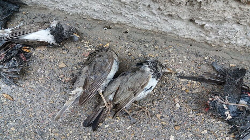 فکت شیت تلفات توکاهای بجنورد