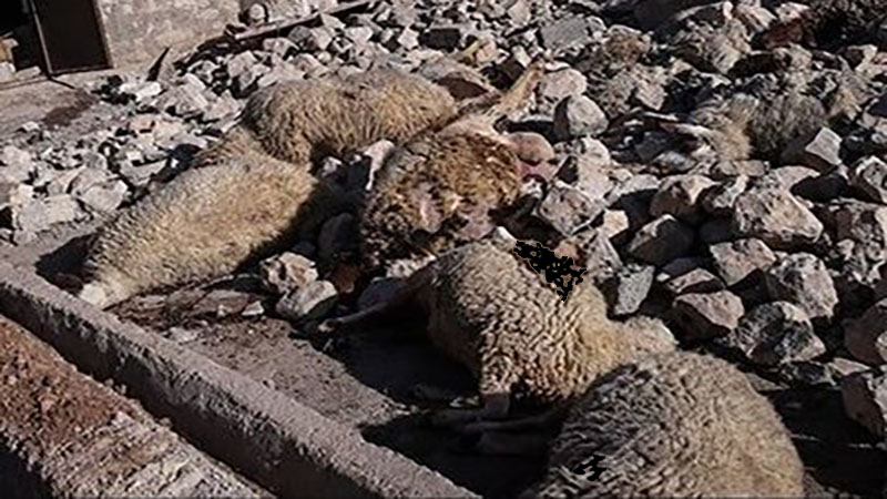 ۹۲۲ راس دام تلف‌شده در قطور دفن بهداشتی شد