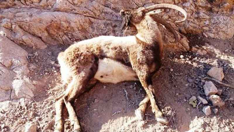 محیط زیست اعلام کرد: ۱۱۷ راس کل و بز در مازندران قربانی طاعون نشخوارکنندگان شدند