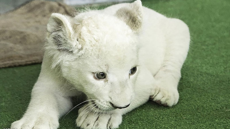 ابتلای یک مورد جدید به کرونا در میان حیوانات 