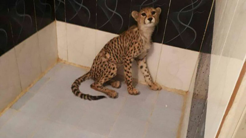 رئیس دانشکده محیط زیست: مرجع صاحب صلاحیت در خصوص سلامت یوزها، متخصصین دامپزشکی هستند 