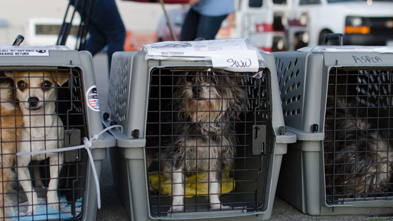 ورود حیوانات در پرواز به ایران ممنوع شد + بخشنامه