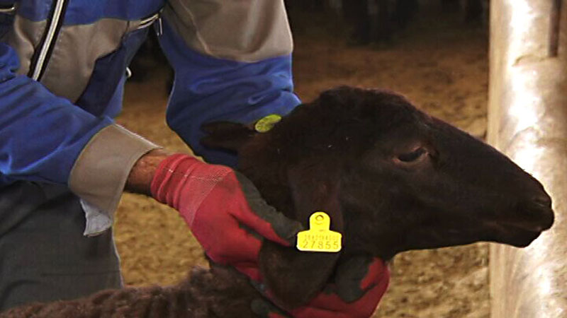 هویت گذاری دام گامی برای مقابله با قاچاق/ روند کند اجرای طرح