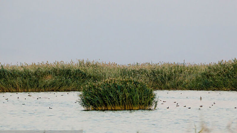 تلاش برای ارتقای تالاب میقان به منطقه حفاظتی شکارممنوع/ظرفیت گردشگری تالاب مشخص شود