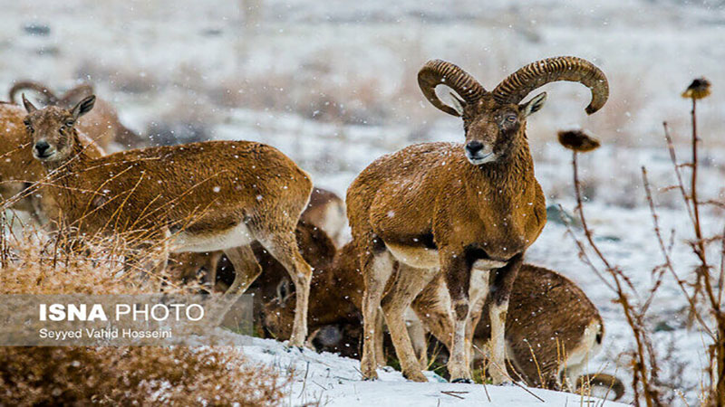 حال ذخیره‌های ژنی خراسان جنوبی خوب نیست