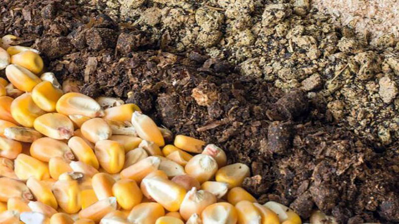 پشت پرده تحویل خوراک گران و خراب به دامداران/ آقای خاص با پول تولیدکنندگان نهاده وارد می‌کند