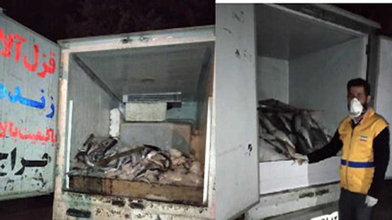 معدوم سازی 500 کیلوگرم ماهی فاسد در یاسوج