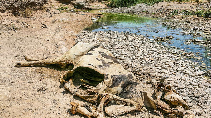 هشدار درباره خطر لاشه دام های تلف شده در شرق هرمزگان/ دامپزشکی: مردم گزارش دهند