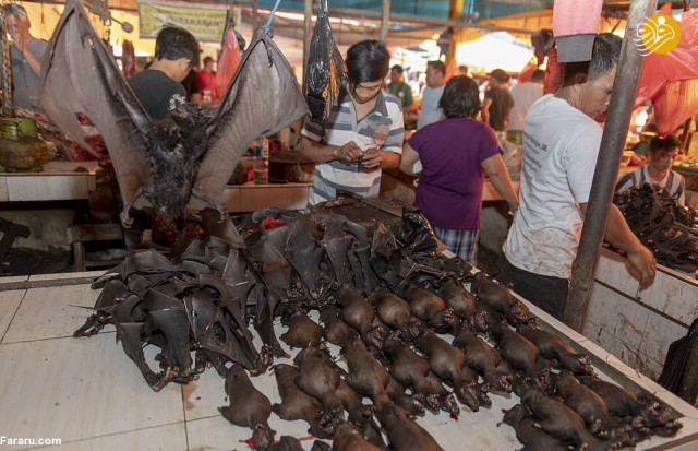 بازگشایی دوباره بازار خفاش و سگ در چین