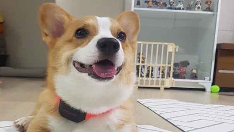 شناسایی اختلال خونریزی کشنده در سگ‌ها