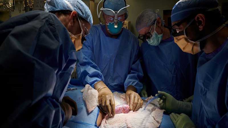 دانشگاه تهران برگزار می کند: کارگاه «دامپزشکی حیات وحش و نقش آن در حفاظت از تنوع زیستی»