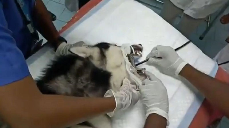 بلایی که رها کردن ماسک بهداشتی بر سر یک سگ آورد