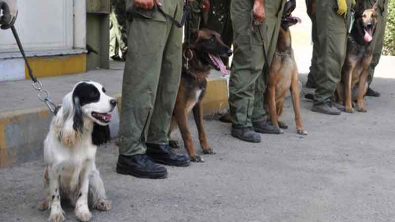 با موافقت سازمان جهانی گمرک؛ ایران مرکز آموزش منطقه‌ای سگ‌های موادیاب می‌شود