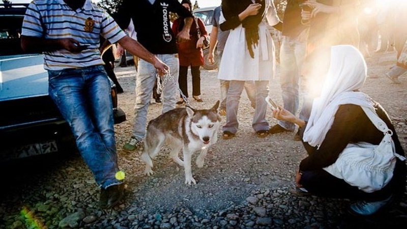 جلوگیری از فعالیت غیرقانونی سگ‌فروشان بزرگراه آزادگان 