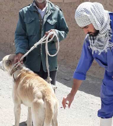 سختی کار دامپزشکی