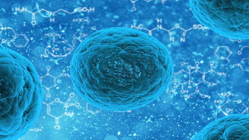 نتیجه یک تحقیقات تازه نشان داد؛ پرورش ارگان‌های انسانی در بدن حیوانات