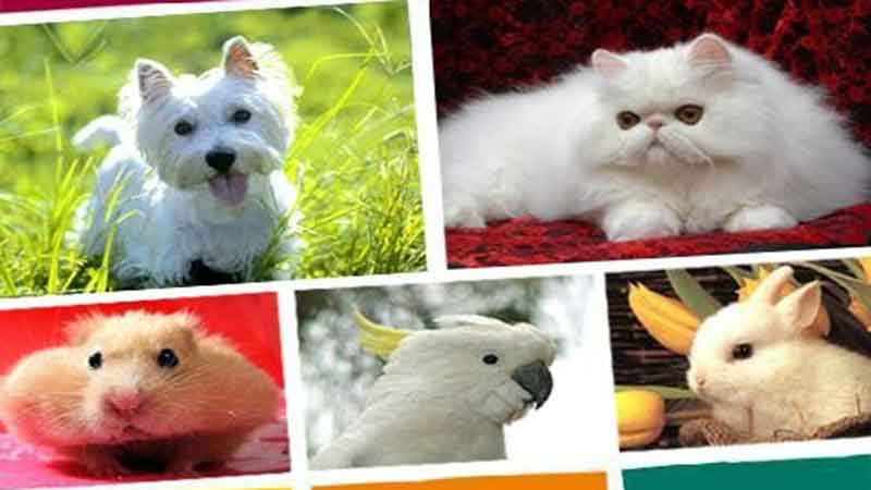 از بین بردن ۳ نوع حشره و تخم آنها در حیوانات خانگی با یک شامپوی ایرانی