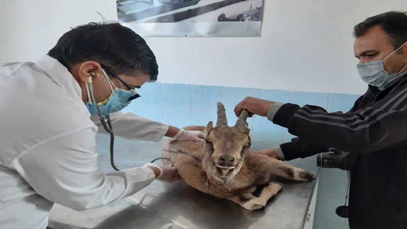 درمان بزغاله وحشی در محل کلینیک شبکه دامپزشکی شهرستان بشرویه