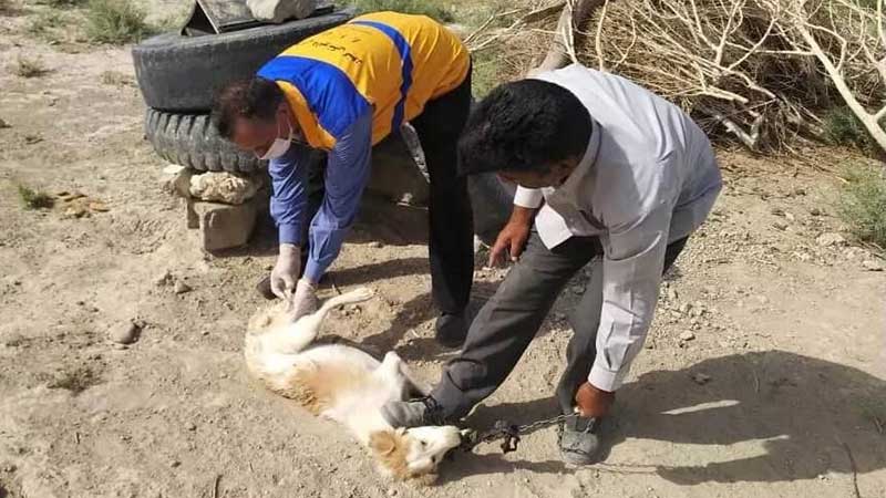 ناآگاهی روستاییان عامل شیوع هاری در قلعه‌گنج است/تاکنون هشت حیوان و دام مشکوک به بیماری هاری در منطقه قلعه گنج مشاهده شده