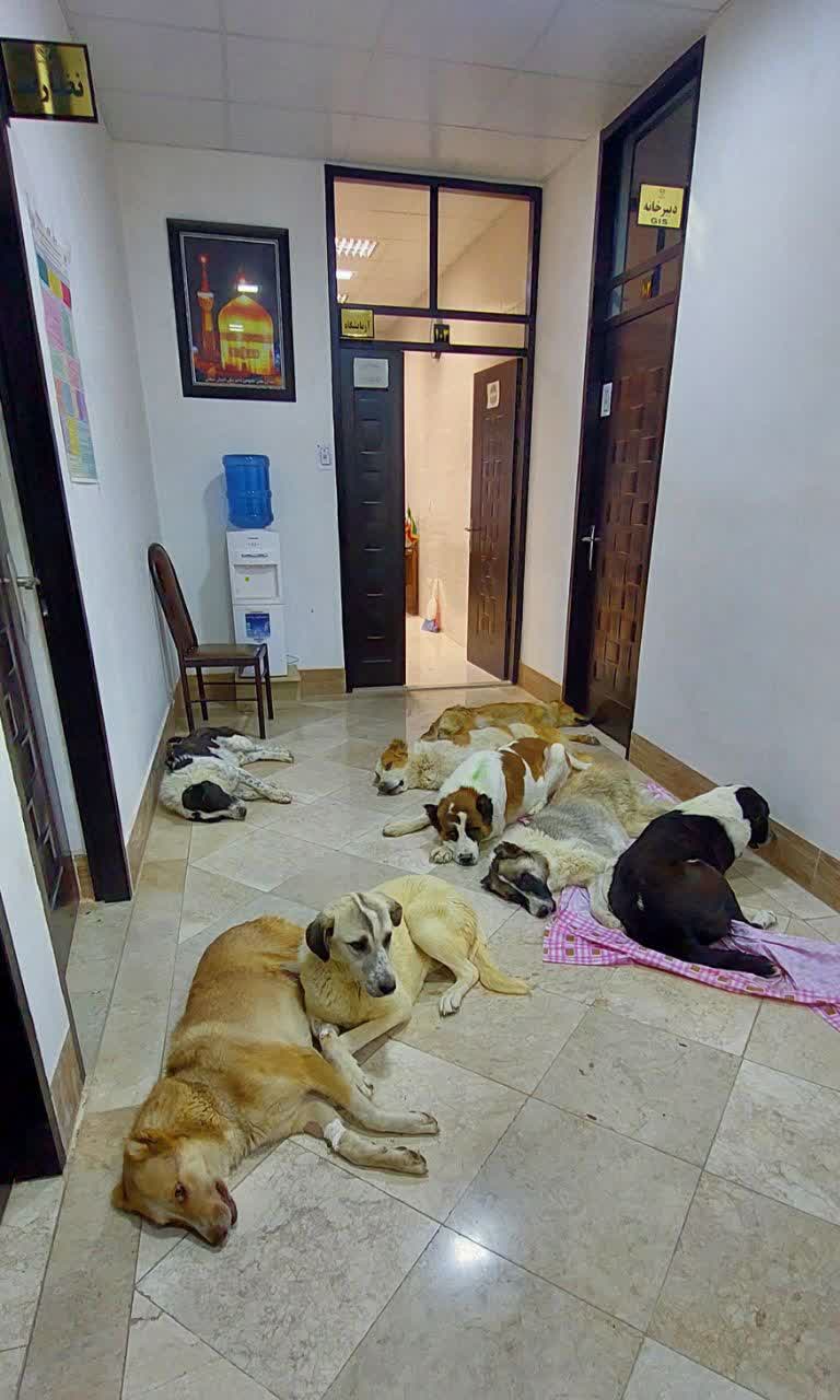 عقیم سازی سگ