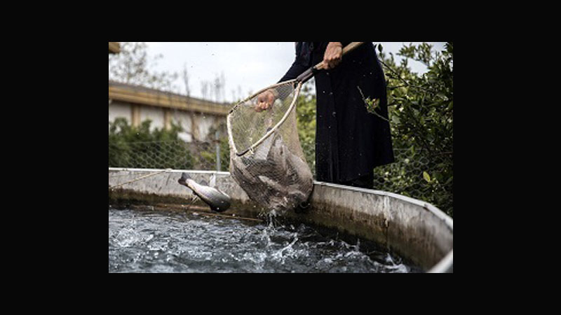 فرارسیدن فصل بیماری ویرمی بهاره کپور ماهیان (SVC)