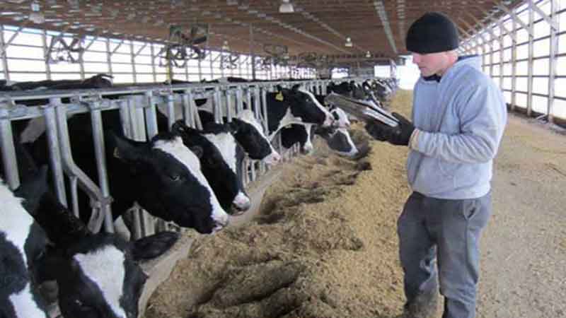 یک مقام مسئول خبر داد؛ طرح دولت برای رفع کمبود علوفه در گلستان/به دام‌ها سیب زمینی می دهیم