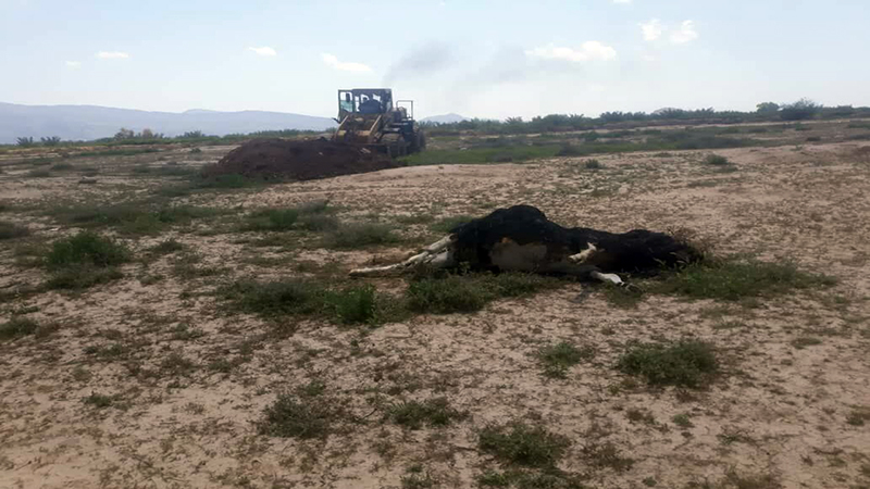 تلف شدن ۱۴ راس دام در داراب بر اثر بی‌توجهی دامداران به واکسیناسیون تب برفکی