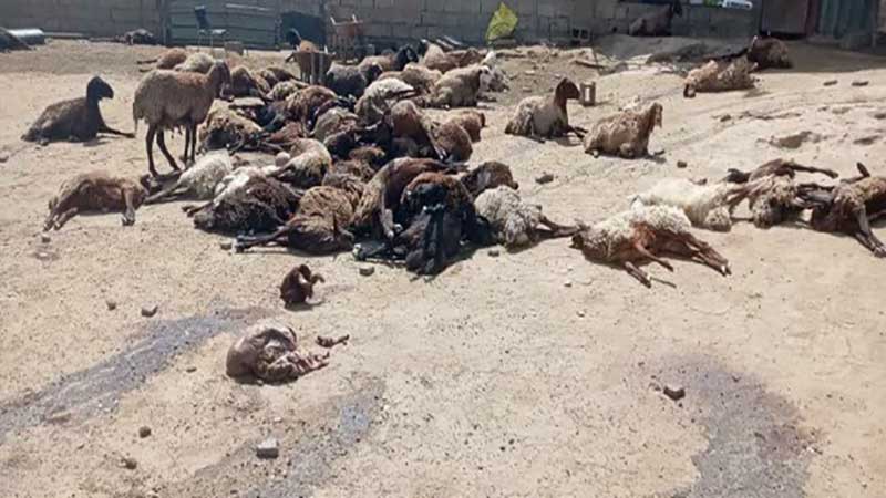 مدیرکل دامپزشکی لرستان خبر داد: تلف شدن ۲۰۰۰ راس دام در سیل الیگودرز