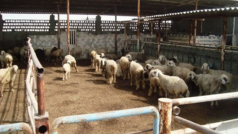 قاچاق دام به عراق زیاد شد/ سود ۵۰ هزار تومانی فروش هر کیلو گوسفند در عراق