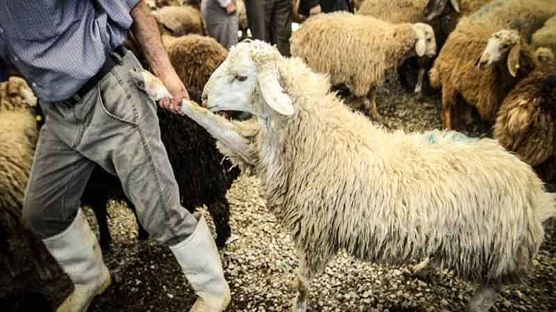 کرسی آنلاین آزاداندیشی از نگاه تشکل‌ها و اتحادیه‌های دامپروری؛ از ساعت 19 تا 21 امروز سه‌شنبه 22 اسفند