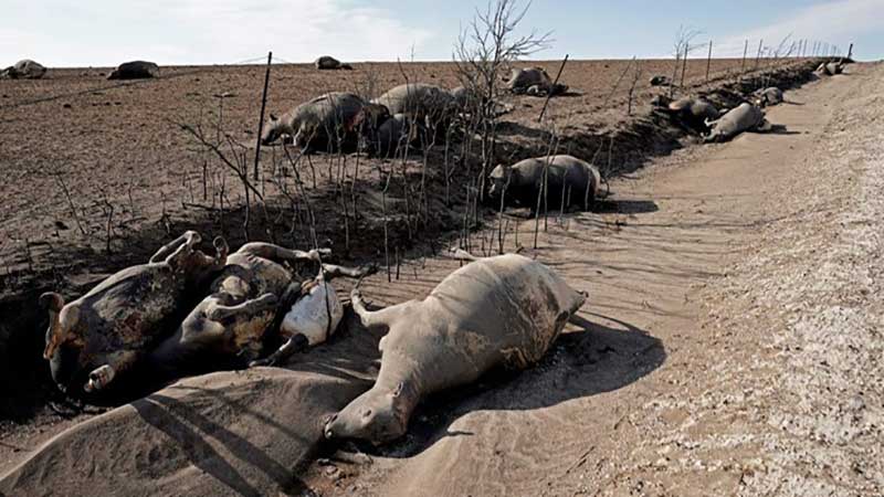 مرگ هزاران گاو و گوساله در کانزاس آمریکا
