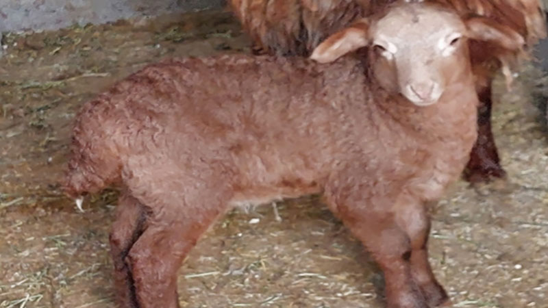 رئیس شبکه دامپزشکی خبر داد: تولد اولین بره آمیخته نژاد رومانوف و افشار در شهرستان فیروزه