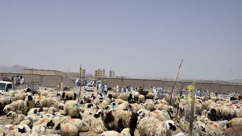 افزایش بیماری های دامی مشترک در پی خشکسالی در شهرستان خلیل آباد