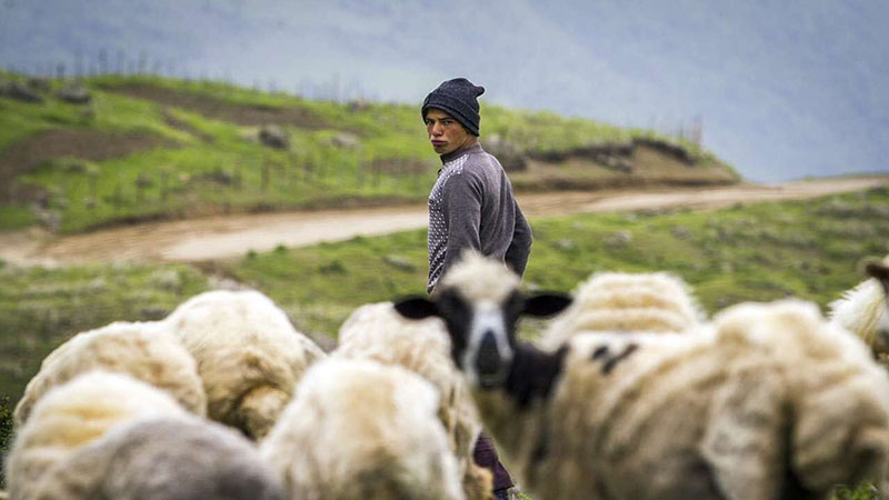 رئیس کمیته دامپروری مجلس: سازمان دامپزشکی برای سرشماری دقیق دام کشور از میکروچیپ‌ استفاده می‌کند 